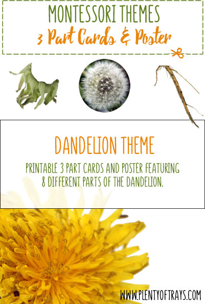 Dandelion - 3 part cards and poster